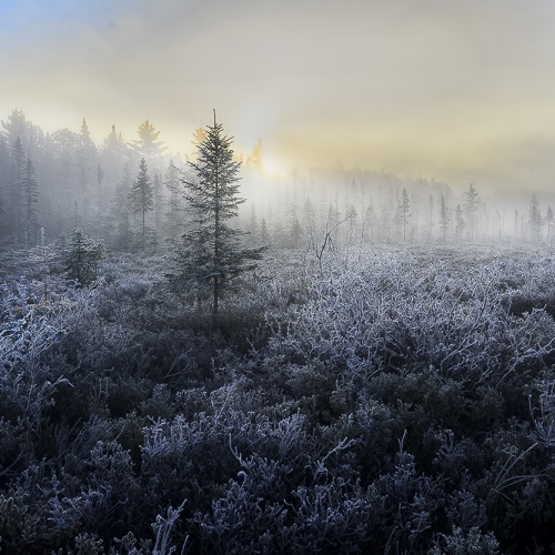 Honour - Toronto Camera Club - Gary Carr - Morning Frost Spruce Bog