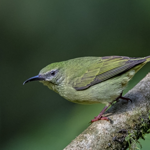Honour - Toronto Camera Club - Pat Zuest - Female Red Legged Honeycreeper