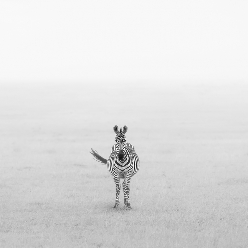 Honour - Yun Wang - Lonely Zebra
