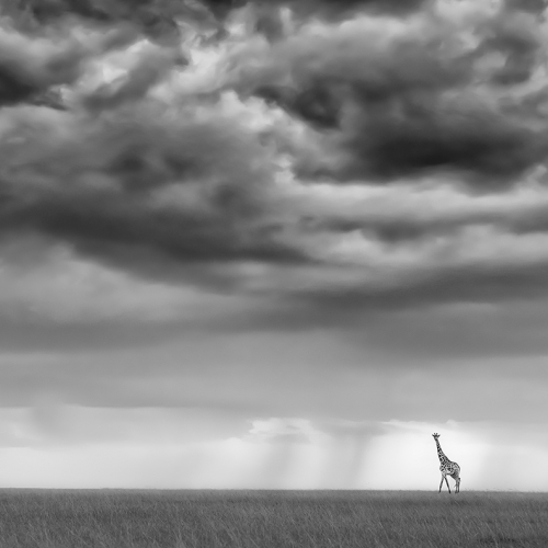 Honour - Yun Wang - Lonely Giraffe