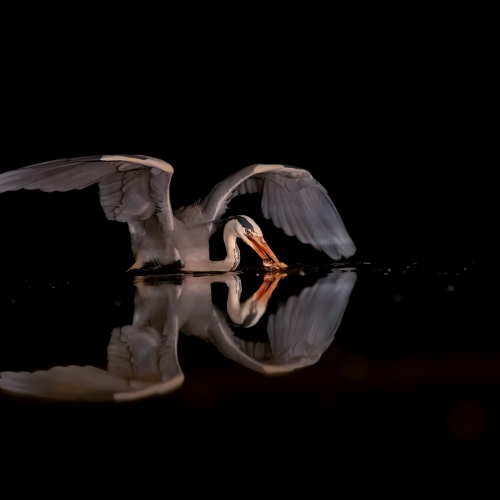 Honour - Yun Wang - atching Night