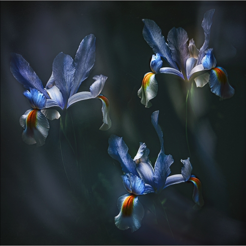 Honour - Francine Raymond - A Floral Trifecta