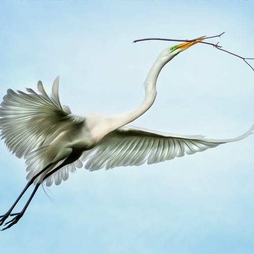 MERIT 1 PGNS Viki Gaul - Egret And Long Twig