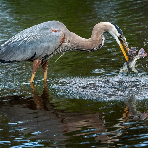 Merit #1 - Viki Gaul - Great Blue Heron And His Catch