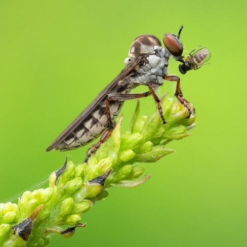 Merit #2 - Laurie Milne - Would You Like Flies With That
