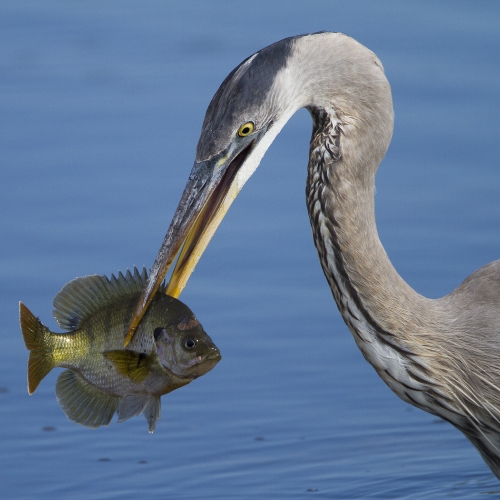 Merit #3 David Seldon Heron With Fish