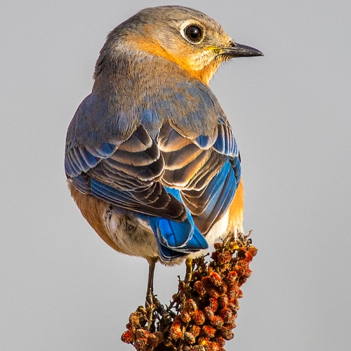 1st Place Merit Award - Don Rycroft - Female Eastern Bluebird
