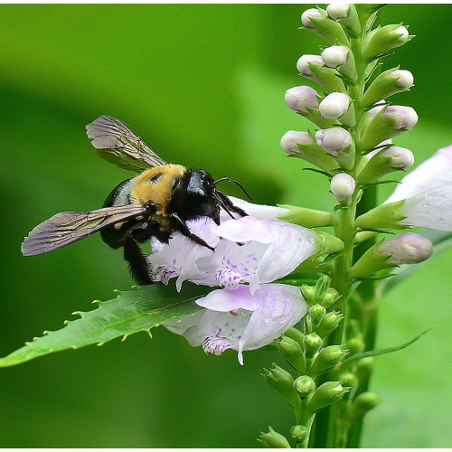 Merit 1 CAPA Bruce Shapka Bumble Bee