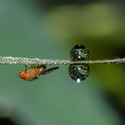Merit 3 CAPA Bob Noble Fruit Fly And Dew