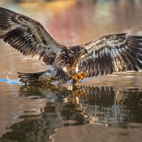 Michael Winsor Bird Of Prey Reflection