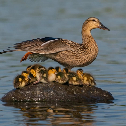 Nature - Honourable Mention - Daisy Lai (CAPA) image - "Maternal Love"