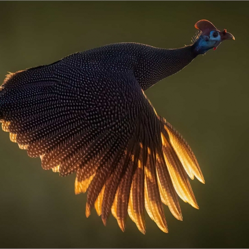 Nature Honourable Mention - Eddie Reinecke (Photographic Society of South Africa) Image - "Guineafowl At Speed"