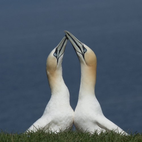 SILVER Rachel Schneiderman - Billing Gannets