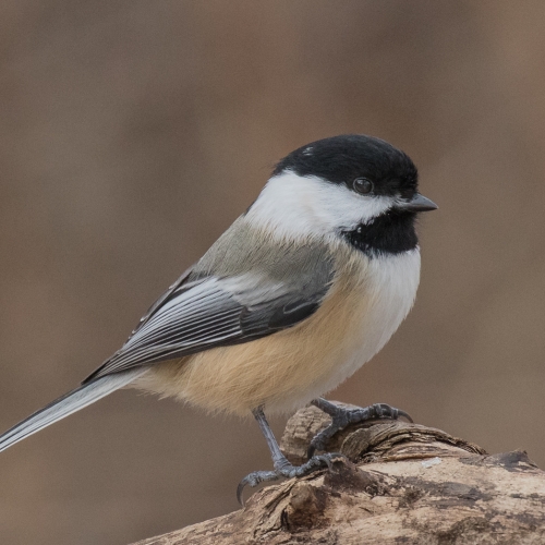 SILVER Rachel Schneiderman - Black Capped Chickadee