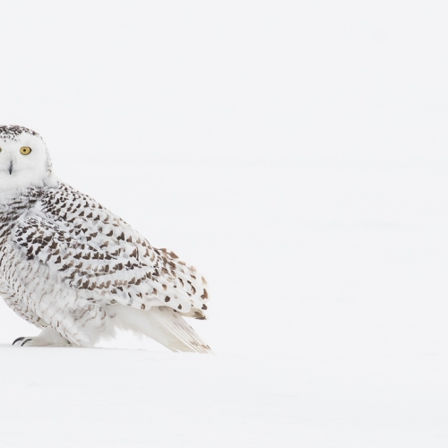 SILVER Rachel Schneiderman - Snowy Owl