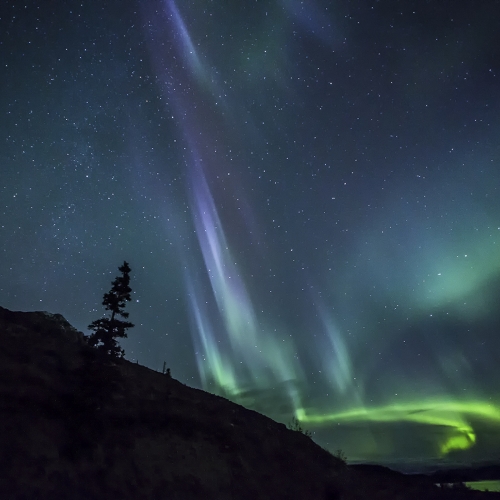 SILVER LCC Paul Armstrong - Single Tree With Aurora