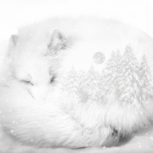 SILVER MEDAL Club Photo Impression Jocelyne Feizo Dreaming Of Wilderness