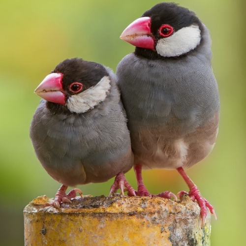 SILVER MEDAL Heather Loewenhardt Java Sparrow Doubletake
