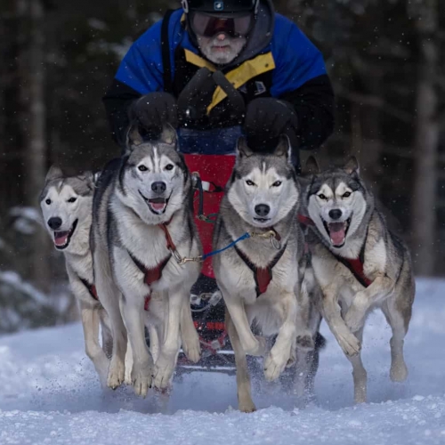 SILVER MEDAL Jiahua Elite Photography Association Jasmine Suo Old Man And His Sleding Dogs