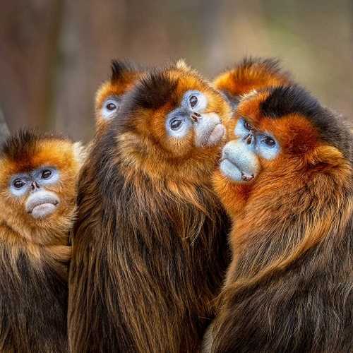 SILVER MEDAL Jiahua Elite Photography Association Shaozhen Luo Golden Monkey