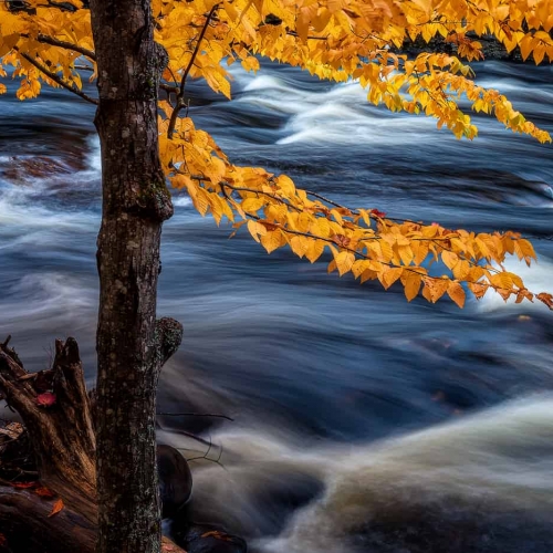 SILVER_MEDAL-Steven Zhou-Rapids