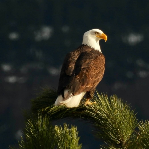 SILVER MEDAL Vernon Photography Club Paul Graham His Majesty