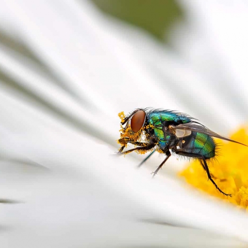 SILVER MEDAL Vernon Photography Club Thomas Haslinger Nature'S Colours