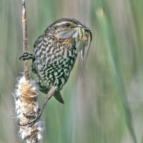 SILVER TPC Gary Love - Female Red Wing Blackbird