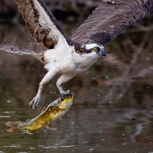 SILVER TPC Jim Thomson - Osprey With Fish