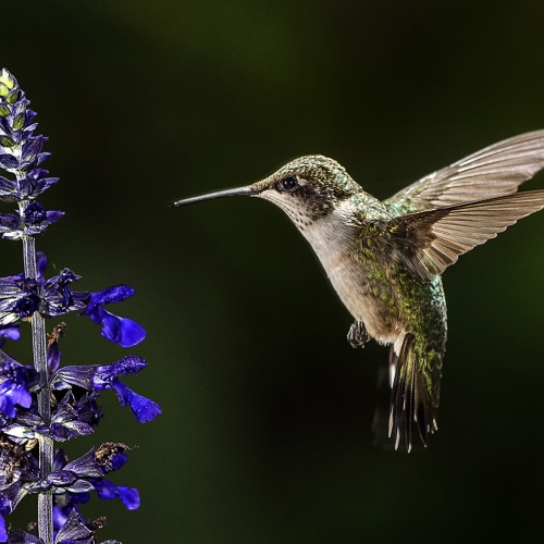 SILVER TPC Kathy Ward - Hummer Loves Salvia