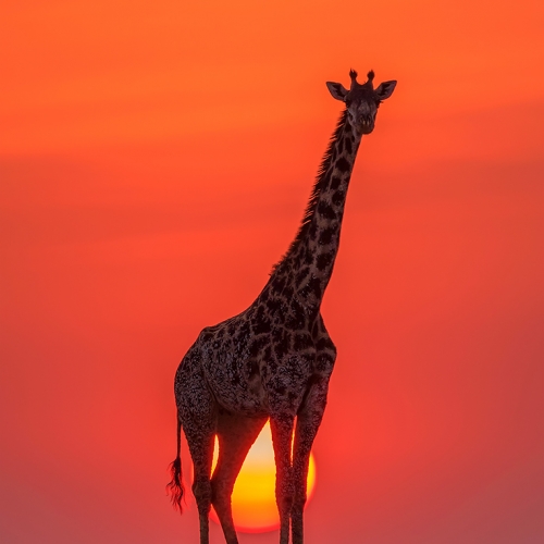 Silver He Zhao Sunset Giraffe