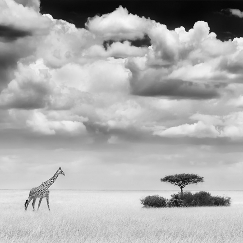 Silver Jeffrey Wu Giraffe