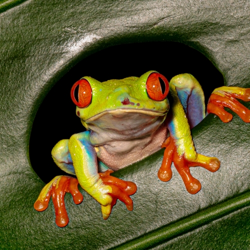 Silver Medal Bill Niessen Red Eyed Tree Frog
