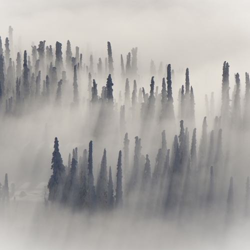Silver Medal Claudia Schwab Trees In Fog