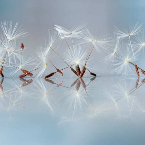 Silver Medal - Geoffrey Shuen - North Shore Photographic Society - Dancers In Waiting