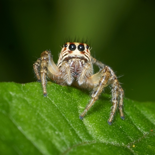 Silver Medal - George Mitchell - Jumping Spider