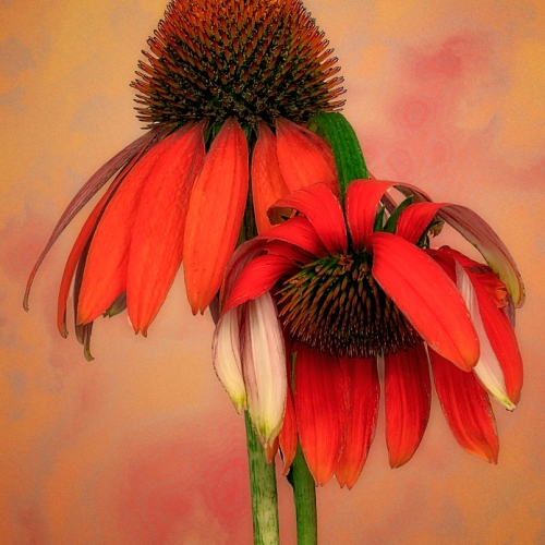 Silver Medal Gunter Haibach Flowers