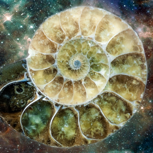 Silver Medal - Joy Gerow's image "Extinct 365 Million Years"