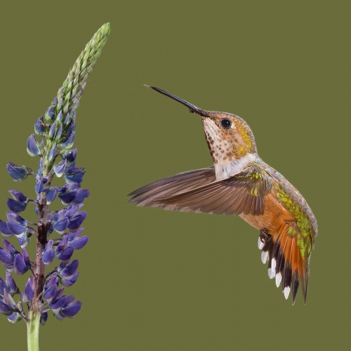 Silver Medal - Lois Burton - Summer Hummer