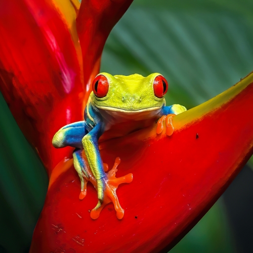 Silver Medal London Camera Club Andrew Campbell Red Eyed Green Tree Frog Costa Rica