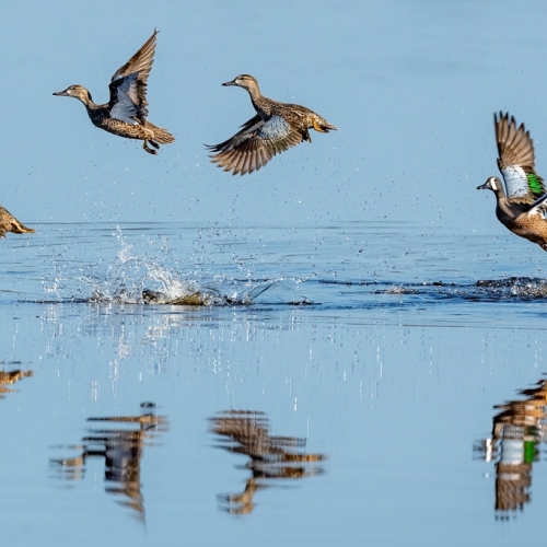 Silver Medal London Camera Club Laurie Milne Blue Winged Teal