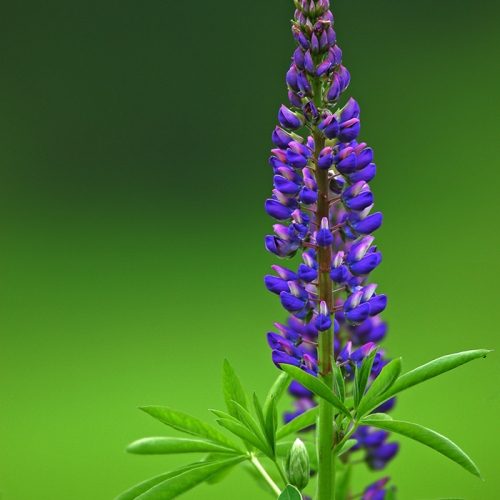 Silver Medal - Marian Boyer - Lupinus Polyphyllus