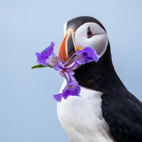 Silver Medal Michael Winsor Puffin With Iris