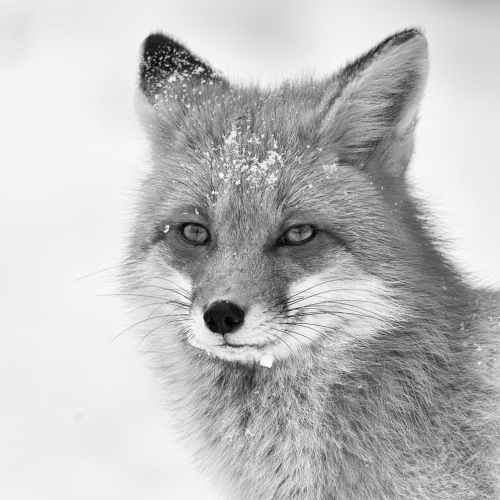 Silver Medal - Miissy Mandel "Red Fox Portrait"