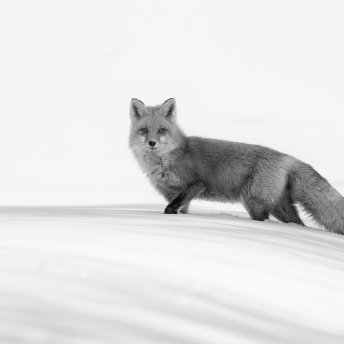 Silver Medal - Missy Mandel "Red Fox In Winter"