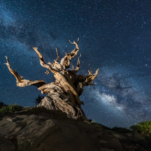 Silver Medal - Neil Bennett - North Shore Photographic Society - Bristlecone And Milky Way