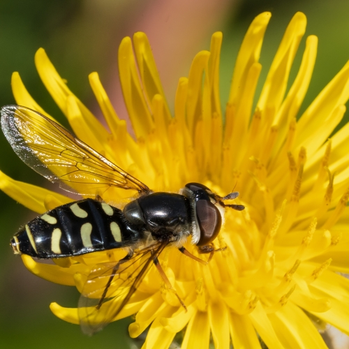 Silver Medal - Paul Boyer - Loopwing Aphideater