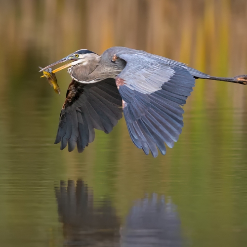 Silver Medal Randy Lowden Heron With Catfish