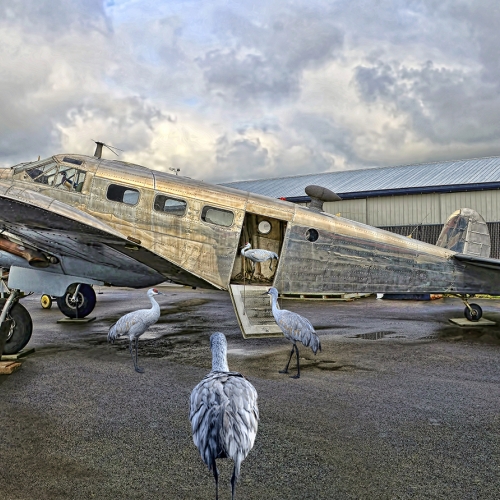 Silver Medal - Ronald Kelman - Frequent Flyers