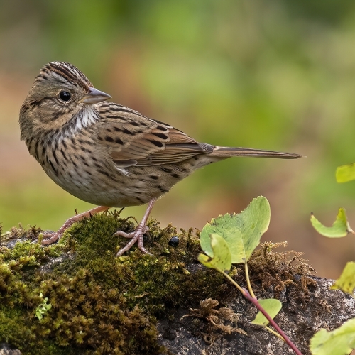 Silver Medal - Victoria Camera Club - Alec Lee - Lincoln Sparrow On The Lookout